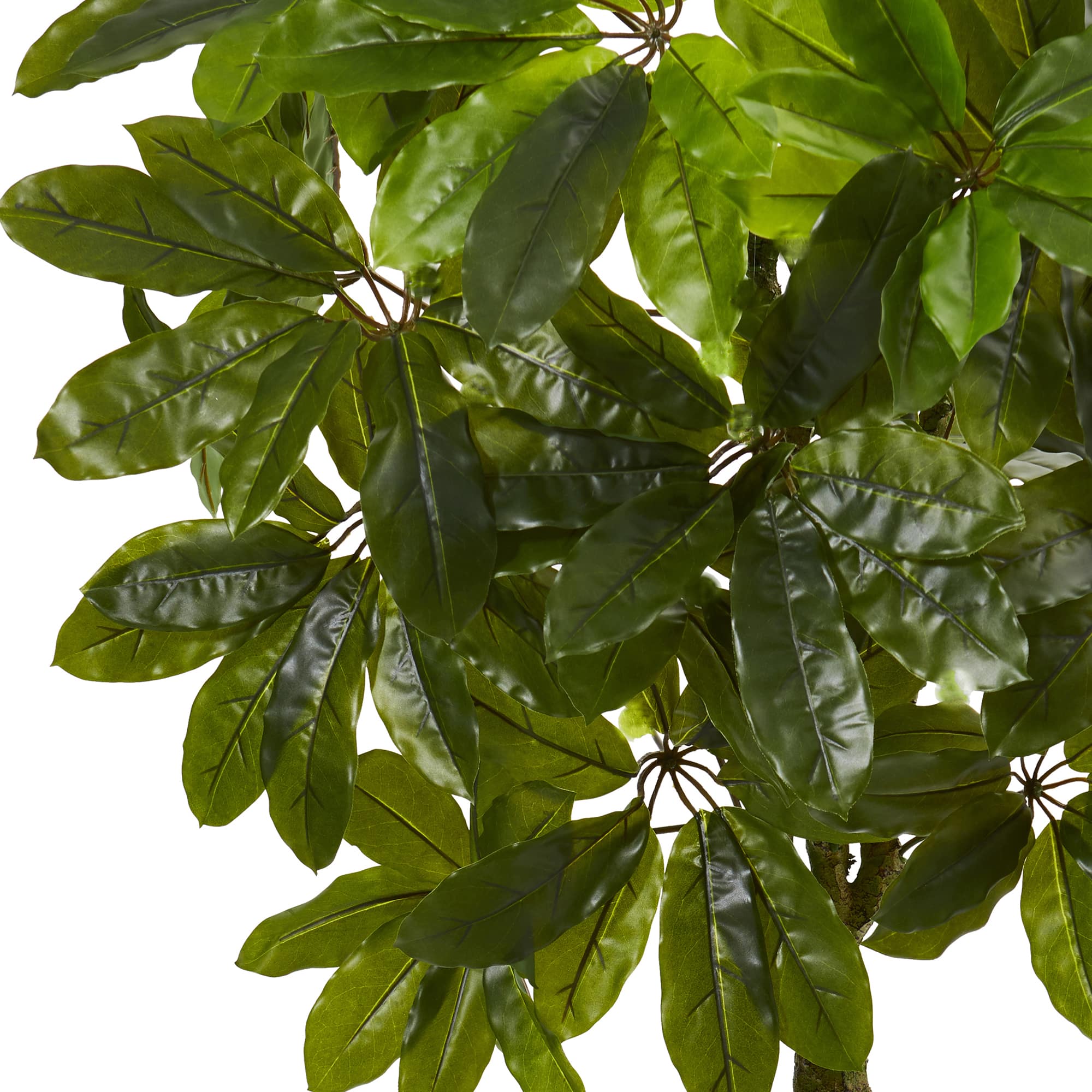 5ft. Potted Schefflera Tree